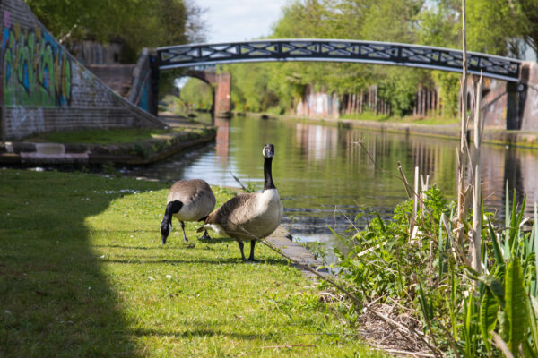 Two geese near the canal edge with bridge in the background