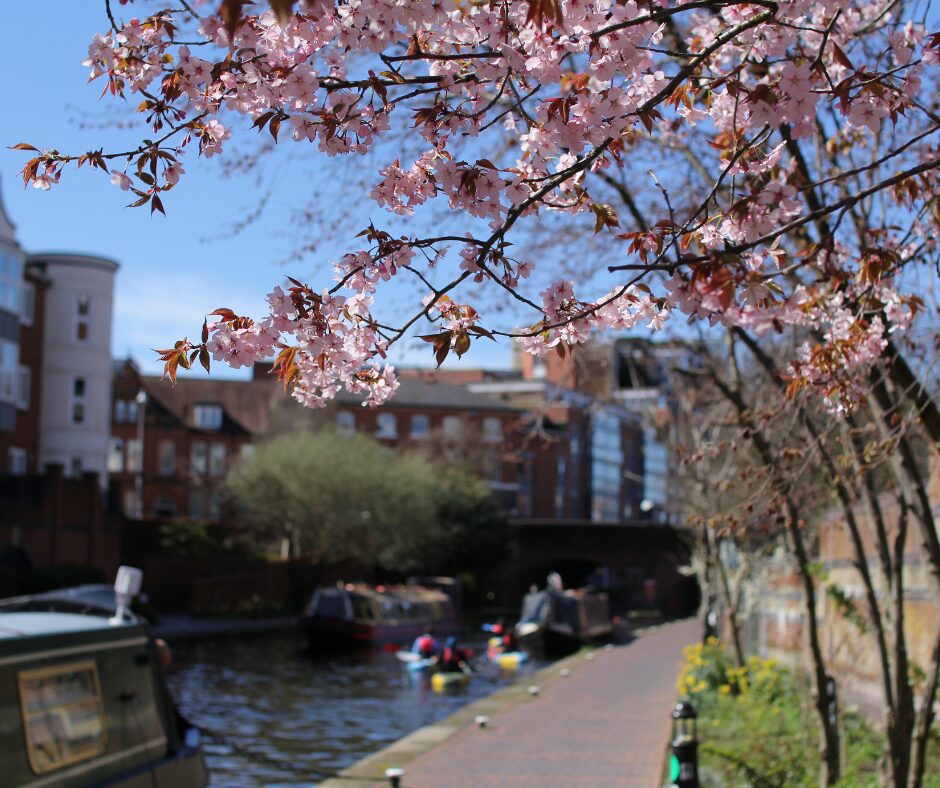 A landscape image showing a plant with pink cherry blossom on. The branches are brown and the plant takes up the majority of the image. In the background, and out of focus, is a canal and towpath. On the canal are a group of kayakers, sat in blue and red kayaks, and on the water are two navy blue canal boats. In the background is a bridge and apartment buildings and the sky is blue. 